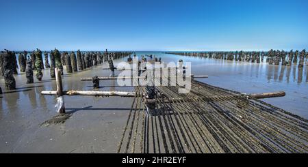 Les moules de bouchots entre le Crotoy et Quend Plage, les Dunes et les oyas en Bord de mer Stockfoto