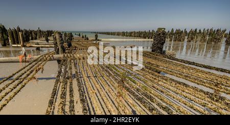 Les moules de bouchots entre le Crotoy et Quend Plage, les Dunes et les oyas en Bord de mer Stockfoto