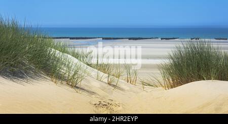 Les moules de bouchots entre le Crotoy et Quend Plage, les Dunes et les oyas en Bord de mer Stockfoto