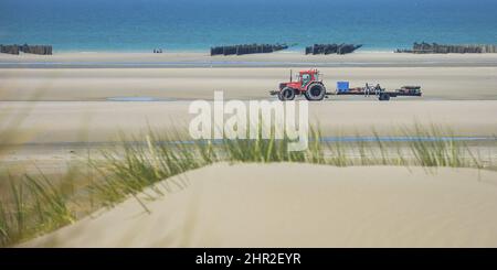 Les moules de bouchots entre le Crotoy et Quend Plage, les Dunes et les oyas en Bord de mer Stockfoto