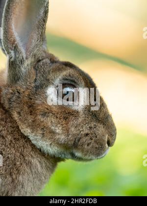 Porträt eines braunen niedlichen Zwergkaninchens, das im Gras ruht Stockfoto