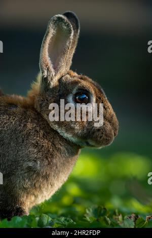 Porträt eines braunen niedlichen Zwergkaninchens, das im Gras ruht Stockfoto