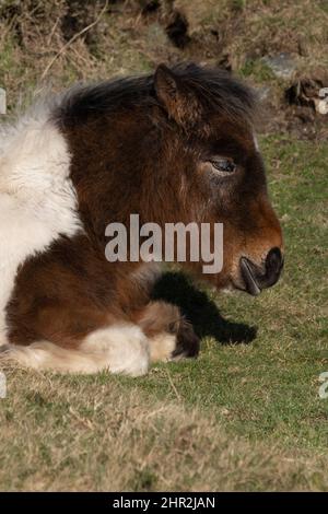 Ein kultiges Bodmin Pony Fohlen, das auf den Craddock Downs auf dem robusten Bodmin Moor in Cornwall in Großbritannien ruht. Stockfoto