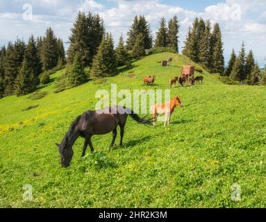Ein Pferd grast auf einer von der Sonne erleuchteten Weide hoch in den Bergen Stockfoto