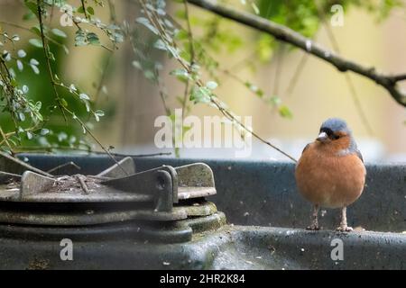 Farbenfroher Charakter, ein gewöhnlicher Buchfink, Fringilla coelebs, sitzt auf einem Öltank. Upper Weld, Hampshire, Großbritannien Stockfoto