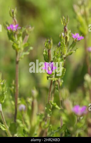 Legousia hybrida, Norfolk, Großbritannien Stockfoto