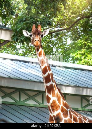 Giraffe-Porträt-Foto mit grünen Blättern Hintergrund, nette glückliche Giraffa in einem Zoo geschossen, hohe Tier in die Kamera schauen Stockfoto