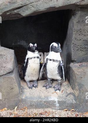 Zwei niedliche Pinguine, die vor grauen Felsen in einem Zoo stehen, ein lustiges kleines Pinguinpaar, das auf dem Foto lächelt, glückliche Tierfreunde, polare, große Vögel Stockfoto