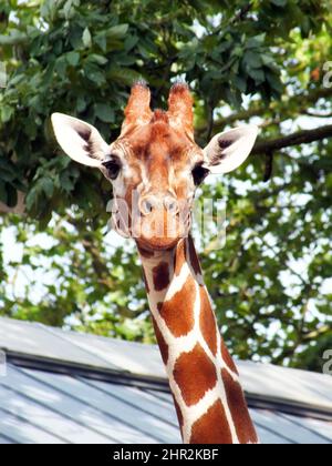 Giraffe Nahaufnahme Foto in einem Zoo mit grünen Blättern Hintergrund, nette glückliche Giraffe Gesicht geschossen Porträtbild Stockfoto
