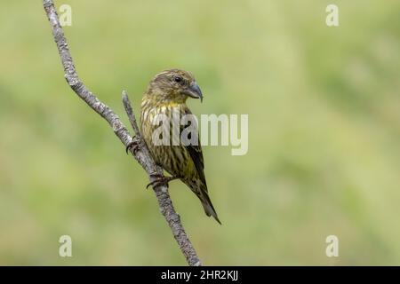 Kreuzschnabel (Loxia curvirostra), Piedrafita, spanische Pyrenäen Stockfoto