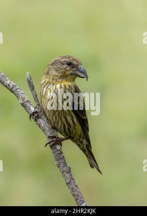 Kreuzschnabel (Loxia curvirostra), Piedrafita, spanische Pyrenäen Stockfoto