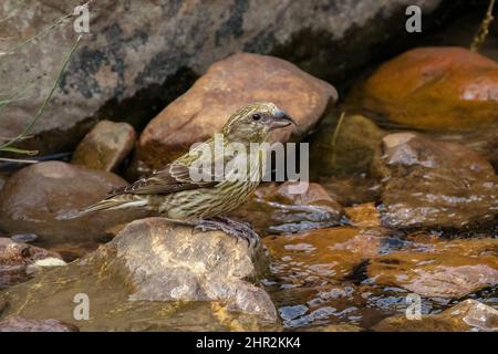 Kreuzschnabel (Loxia curvirostra), Piedrafita, spanische Pyrenäen Stockfoto