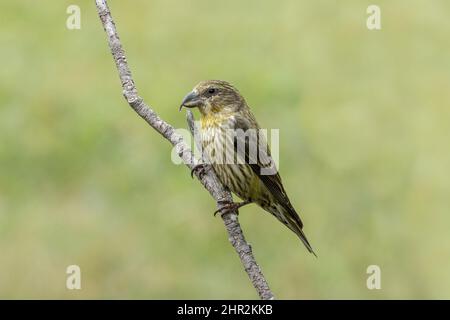 Kreuzschnabel (Loxia curvirostra), Piedrafita, spanische Pyrenäen Stockfoto