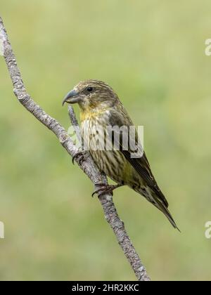 Kreuzschnabel (Loxia curvirostra), Piedrafita, spanische Pyrenäen Stockfoto