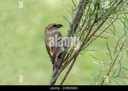 Kreuzschnabel (Loxia curvirostra), Piedrafita, spanische Pyrenäen Stockfoto