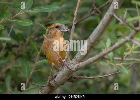 Kreuzschnabel (Loxia curvirostra), Piedrafita, spanische Pyrenäen Stockfoto