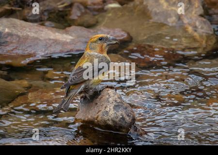 Kreuzschnabel (Loxia curvirostra), Piedrafita, spanische Pyrenäen Stockfoto