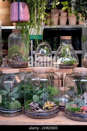 Terrarium zum Verkauf in einem Blumenladen in London. Die Pflanzen werden in einem Glasbehälter angebaut. Stockfoto