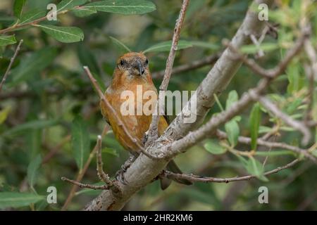 Kreuzschnabel (Loxia curvirostra), Piedrafita, spanische Pyrenäen Stockfoto