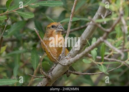 Kreuzschnabel (Loxia curvirostra), Piedrafita, spanische Pyrenäen Stockfoto