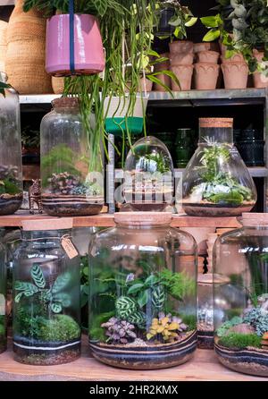 Terrarium zum Verkauf in einem Blumenladen in London. Die Pflanzen werden in einem Glasbehälter angebaut. Stockfoto