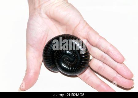 Nahaufnahme eines afrikanischen Riesen Millipede, aufgewickelt, auf einer Frauenhand Stockfoto