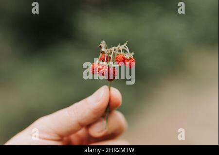 Laut körnigen Effekt Foto von Zweig der Erdbeeren in der Hand des Menschen hält. Männliche Finger halten und Ernte Zweig Wald und Feld roten berri Stockfoto