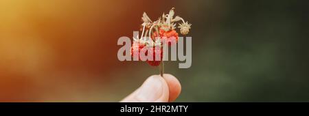 Laut körnigen Effekt Foto von Zweig der Erdbeeren in der Hand des Menschen hält. Männliche Finger halten und ernten Wald roten Beeren. Nahrungssuche ra Stockfoto