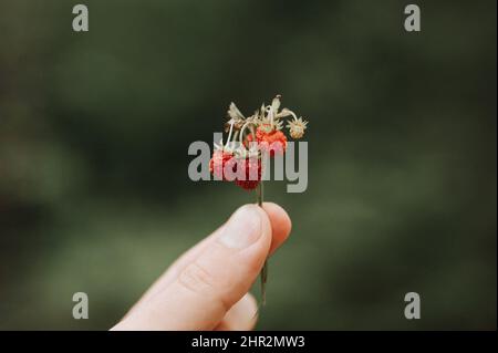 Laut körnigen Effekt Foto von Zweig der Erdbeeren in der Hand des Menschen hält. Männliche Finger halten und Ernte Zweig Wald und Feld roten berri Stockfoto