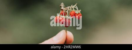 Laut körnigen Effekt Foto von Zweig der Erdbeeren in der Hand des Menschen hält. Männliche Finger halten und ernten Zweig Wald roten Beeren. Foragi Stockfoto