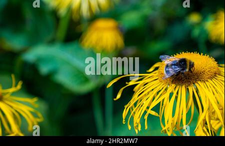 Bienen sammeln Nektar aus einer schönen Blume Stockfoto