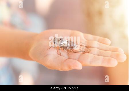 Zicklein Hand hält cicada cicadidae ein schwarzes großes fliegendes zwitscherndes Insekt oder Käfer oder Käfer auf dem Arm. Kinderforscher erforscht Tiere, die in der heißen Zählung leben Stockfoto