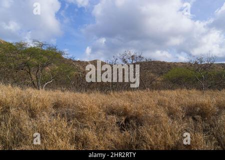 Frühlingslandschaft vom Hawaii Diamond Head Trail Stockfoto