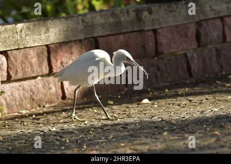 Kleiner Reiher (Egretta garzetta), der auf der Madeirawandeidechse (Teira dugesii) im Santa Catarina Park, Stadtgarten in Funchal Madeira Portugal, ernährt wird. Stockfoto