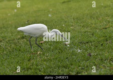 Silberreiher (Egretta garzetta) auf Gras jagen, Santa Catarina Park in Funchal Madeira Portugal. Stockfoto