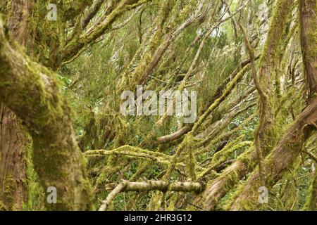 Bäume bedeckt mit Moos und Flechten, Lorbeerwald des Anaga Rural Park im Nordosten von Teneriffa Kanarische Inseln Spanien. Stockfoto