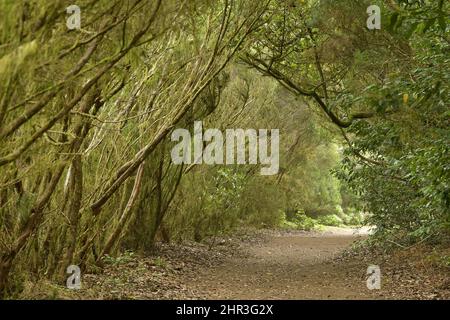 Wanderweg durch Lorbeerwald im Anaga Rural Park, nordöstlich von Teneriffa Kanarische Inseln Spanien. Stockfoto