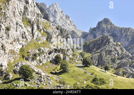 Kalksteingipfel und Tal mit Buchen im Sommer, Picos de Europa Nationalpark Asturien Spanien. Stockfoto