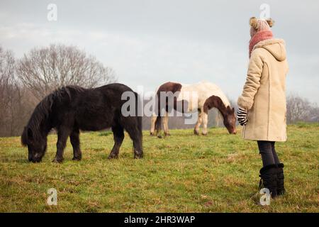 Teenager-Mädchen auf Wanderung bei kaltem Wetter beobachten einheimischen britischen Ponys in ländlichen Gebieten Stockfoto