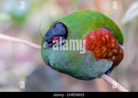 Ein grünes weibliches Haubenhuhn, das auf einem Ast thront Stockfoto