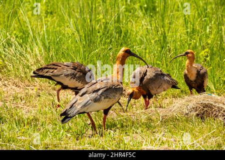 Goiânia, Goias, Brasilien – 24. Februar 2022: Heristicus caudatus. Vier Vögel in der Mitte der Grasfütterung. Stockfoto