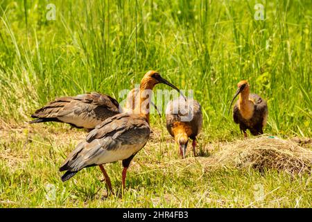 Goiânia, Goias, Brasilien – 24. Februar 2022: Heristicus caudatus. Vier Vögel in der Mitte der Grasfütterung. Stockfoto