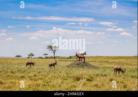 Eine kleine Gruppe von Topis grast in der kenianischen Maasai Mara Stockfoto