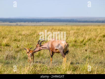 Eine Topi-Mutter pflegt ihr junges Kalb in der kenianischen Maasai Mara Stockfoto