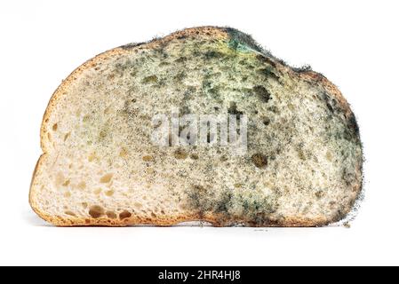 Der alte Schimmel auf dem Stück Weizenbrot. Das Essen war verdorben. Schimmelpilze auf Lebensmitteln spiegeln den Hintergrund wider Stockfoto