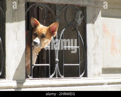 Neugieriger Hund blickt aus dem Fenster und dem Balkon der Fassade eines alten Hauses. Stockfoto