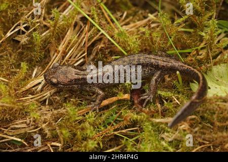 Nahaufnahme eines brasig gefärbten Juvenils des Hokkaido-Salamanders, Hynobius retardatus Stockfoto