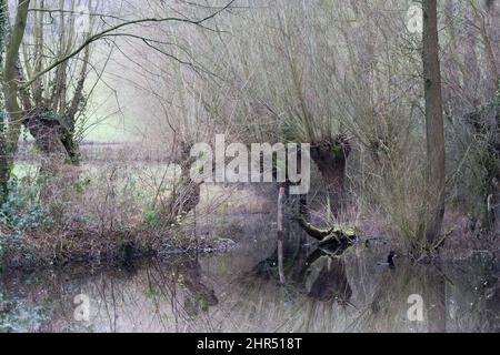 Schöne Aufnahme eines Flusses, der von getrockneten Bäumen umgeben ist Stockfoto