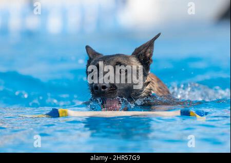 Der Hund Malinois im Pool schnappt sich beim Schwimmen ein Spielzeug Stockfoto