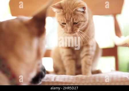 Ich habe den hohen Boden. Ein entzückender Ingwer tabby sitzt auf einem Stuhl und schaut hinunter auf einen Schäferhund. Stockfoto
